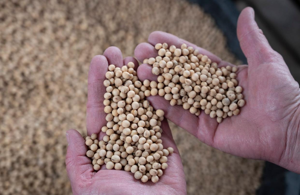 <span class="caption">Most U.S.-grown soybeans are genetically modified, so products containing them may be required to carry the new 'bioengineered' label.</span> <span class="attribution"><a class="link " href="https://www.gettyimages.com/detail/news-photo/farmer-holds-soybean-from-the-2018-harvest-on-may-5-at-her-news-photo/1141949584" rel="nofollow noopener" target="_blank" data-ylk="slk:Johannes Eisele/AFP via Getty Images;elm:context_link;itc:0;sec:content-canvas">Johannes Eisele/AFP via Getty Images</a></span>