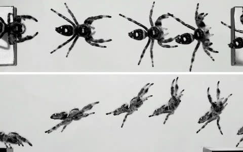 Kim the spider who has been trained to jump to help scientists study the mechanics of the jumping arachnid - Credit: Dr Mostafa Nabawy 