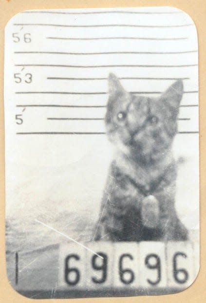 George the Cat lived aboard the USS North Carolina in 1944. Documents, including dental records, medical abstracts, and more humorously detail George as an enlisted man.
