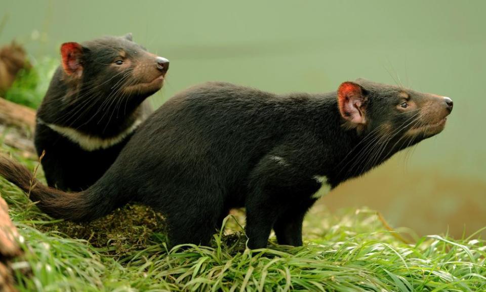 Tasmanian Devils