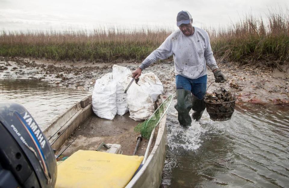 Oysters make their homes in pluff mud.