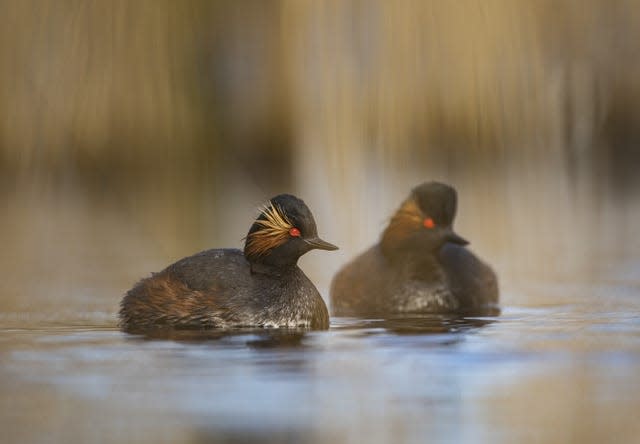 Black necked grebe