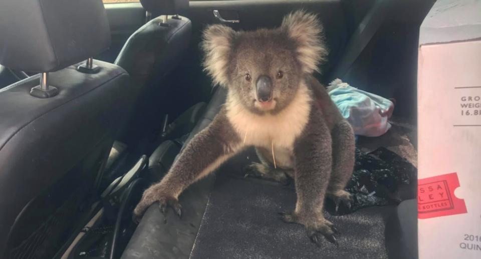 The Koala jumped into Mr Whitrow’s car to cool down (CEN)