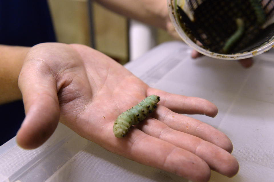 Compared with cows, pigs and chickens, insects require far fewer resources to provide&nbsp;the same amount of protein, but insect farmers acknowledge that they face a challenge with Western consumer tastes. (Photo: Kathryn Scott / Getty Images)