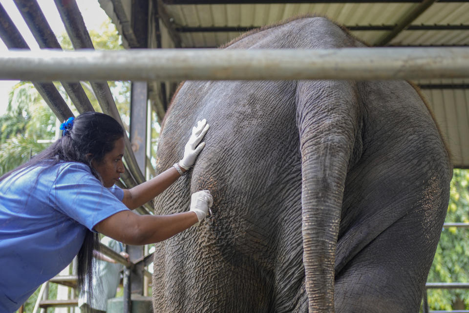 A veterinary surgeon attends to the Asian elephant Sak Surin, gifted by the Thai Royal family and named Muthu Raja or pearly king in Sri Lanka, at the national zoological garden in Colombo, Sri Lanka, Friday, June 30, 2023. Sak Surin, or the honor of the Thai province of Surin, spends its last hours in Sri Lanka its adopted home, awaiting to be airlifted back to its country of birth after alleged abuse. (AP Photo/Eranga Jayawardena)