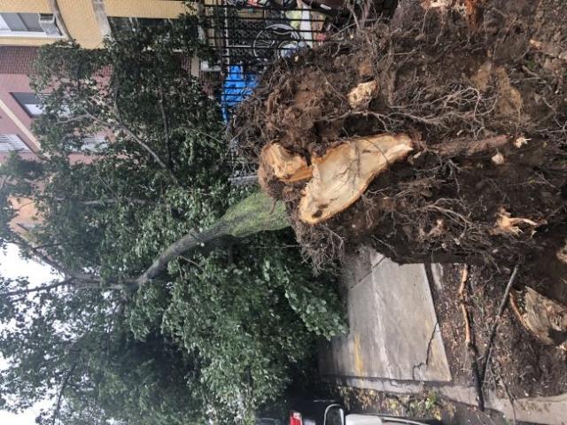 大樹倒塌家門前日落公園華裔一家困屋內