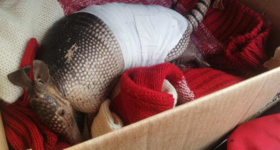 An armadillo wrapped in bandages lies on a red woollen blanket in a box.