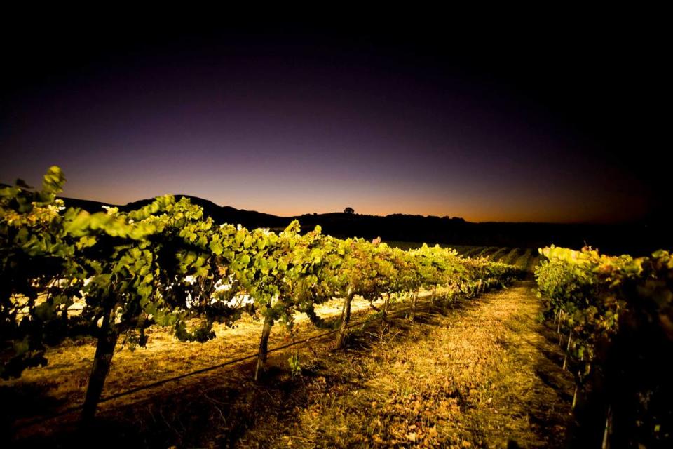 Wine grapes are illuminated during harvest at Laetitia Vineyard & Winery in Arroyo Grande in 2018.