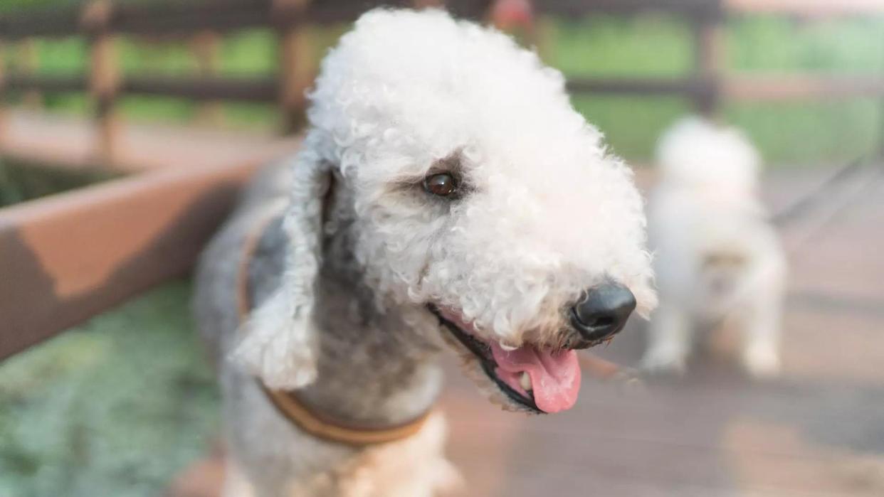  Bedlington Terrier 