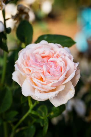 <p>Robbie Caponetto</p> A shrub rose in a soft pink shade that deepens in color in the center, 'Quietness' is a compact, mounding type that blooms throughout the season.