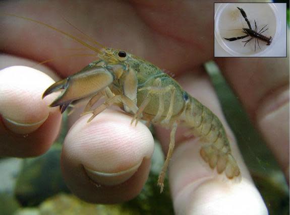 A photo of the tiny new crayfish species, <i>Gramastacus lacus</i>, discovered in New South Wales, Australia.