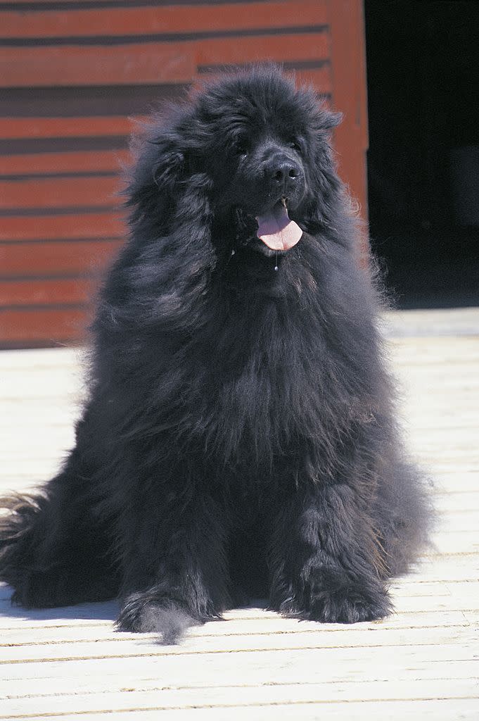 tallest dog breed newfoundland