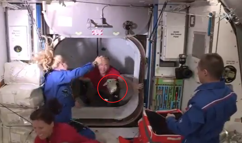 SpaceX飛龍號成功對接太空站，艙內的「尤達寶寶」玩偶（紅圈處）很吸睛。（翻攝NASA影片）