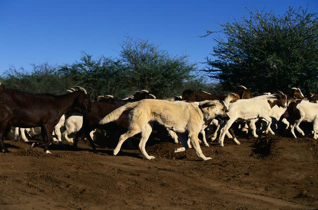 <p>Getty Images/Martin Harvey</p> Anatloian Shepherd dogs are great livestock guardians.