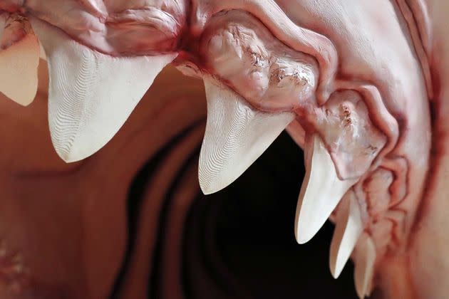 <p>Pendant l’installation du modèle de mégalodon imprimé en 3D, au Muséum américain d'histoire naturelle de New York.</p>