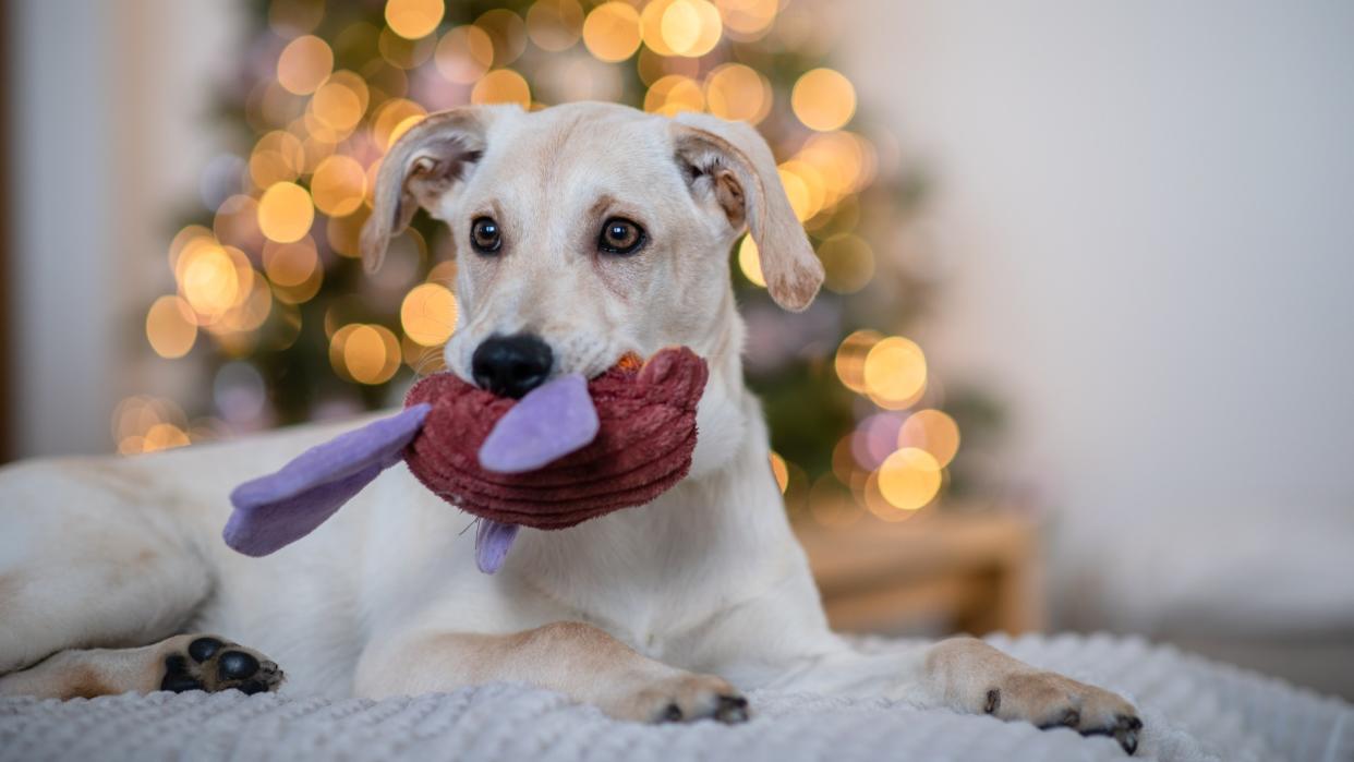  Dog chewing on toy with Christmas tree in behind. 