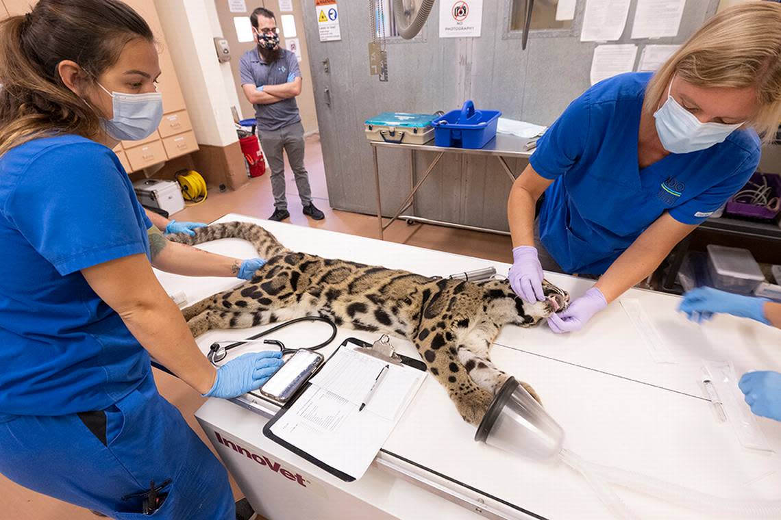 ‘Serai,’ an 11-year-old female, endangered clouded leopard at Zoo Miami, underwent a series of exams on Monday, Aug. 1, 2022, to diagnose what is causing her ongoing vomiting.