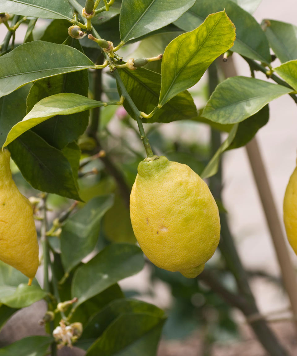 20. Citrus x limon 'Garey's Eureka'
