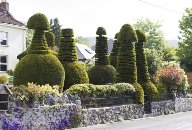 Walker spots row of 'penis hedges' in man's garden