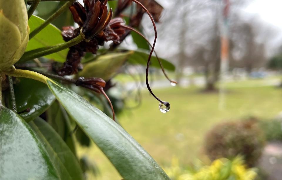 Rainwater beads on a plant in Freehold Township. While snow fell upon northern New Jersey, Monmouth and Ocean counties generally saw just rain on Sunday, Jan. 7, 2024.