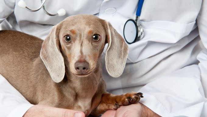 Perineal Hernia in Dogs: Symptoms, Causes, & Treatments