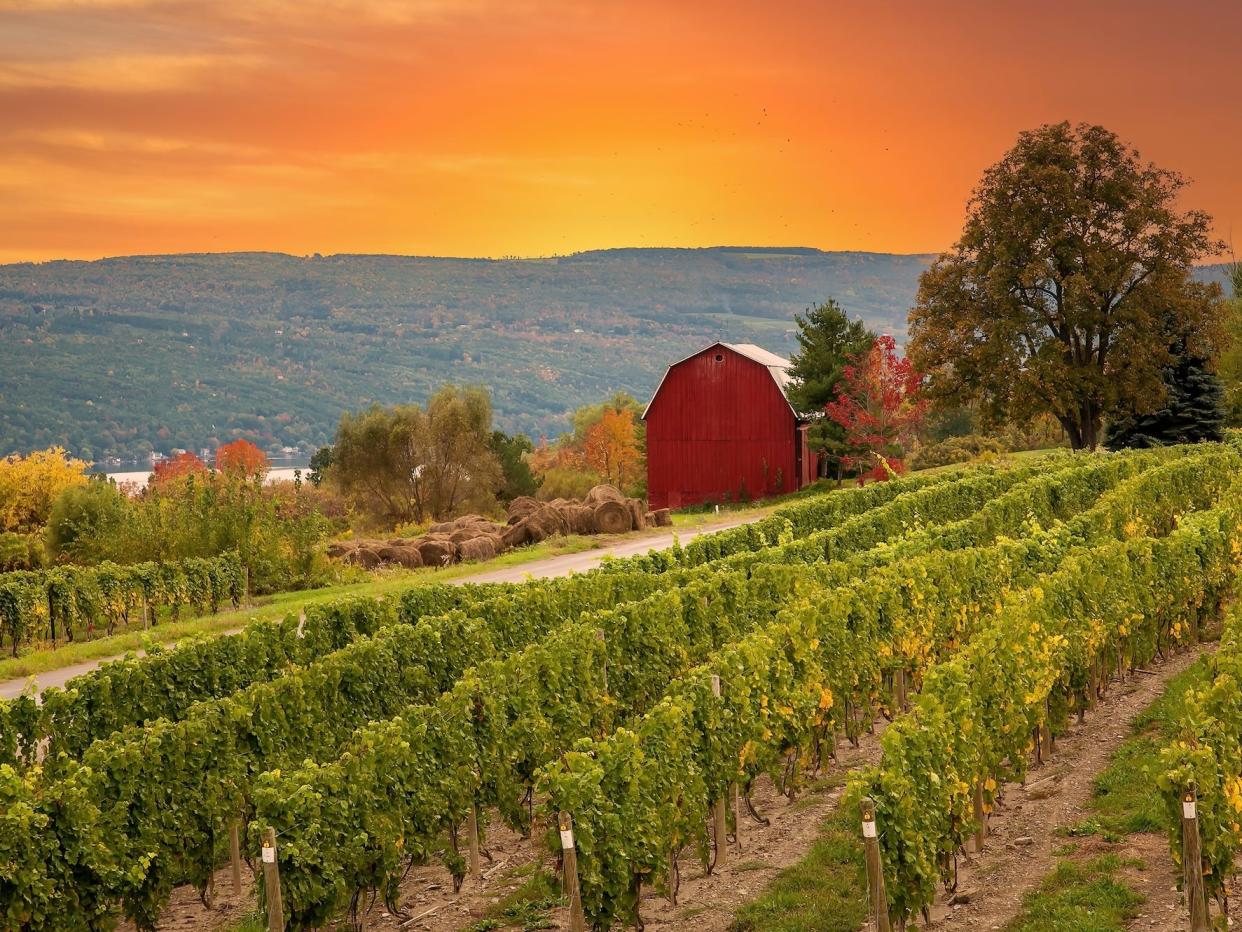 vineyard at sunset in the finger lakes region of new york