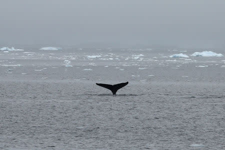 A whale swims in Selvick Cove, Antarctica, February 13, 2018. REUTERS/Alexandre Meneghini