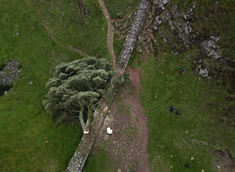 La destrucción del árbol de Sycamore Gap generó una lluvia de enojo y tristeza. (PA)