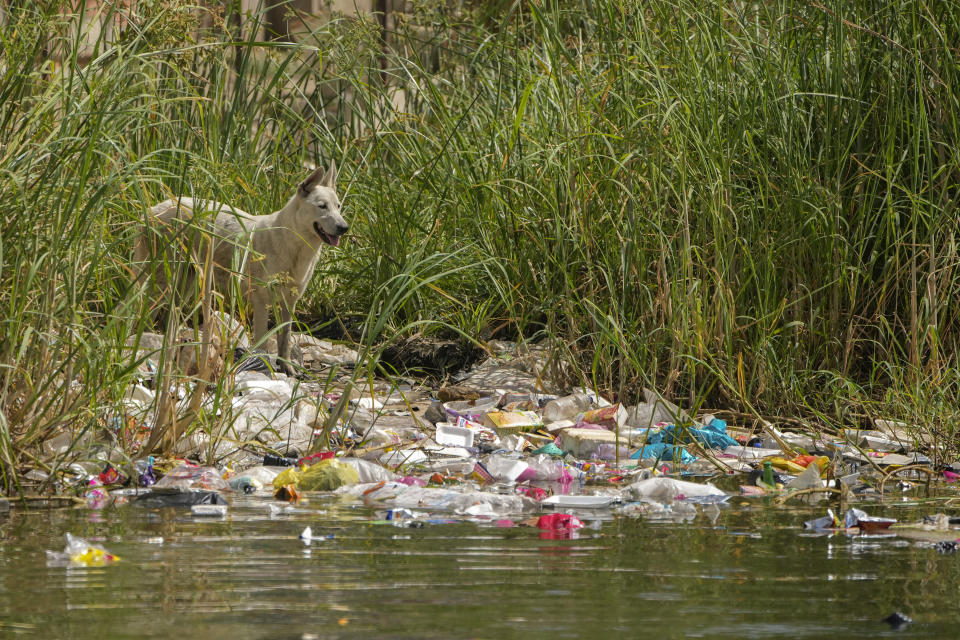 FILE - A dog stands beside plastic waste on the banks of the Nile River in Cairo, Egypt, Sept. 29, 2022. The U.N. climate summit is back in Africa after six years and four consecutive Europe-based conferences. The conference — known as COP27 — will be held in the resort city of Sharm el-Sheikh in Egypt. (AP Photo/Amr Nabil, File)