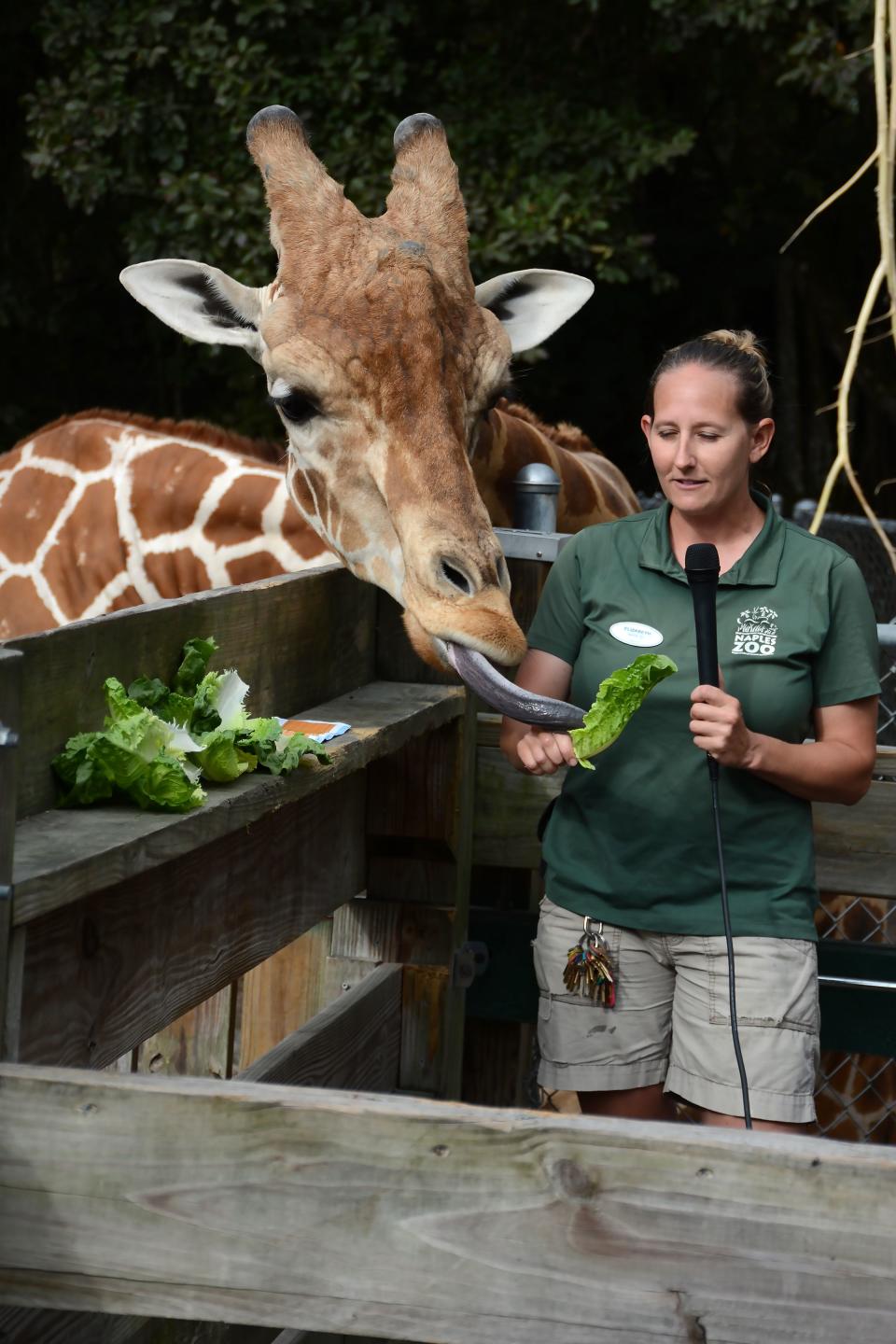 Naples Zoo giraffe-wrangler Elizabeth Johnson speaks to children in schools, as Jumanji sticks out his tongue at the Naples Zoo.