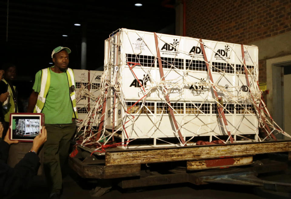 Handlers attend to cages