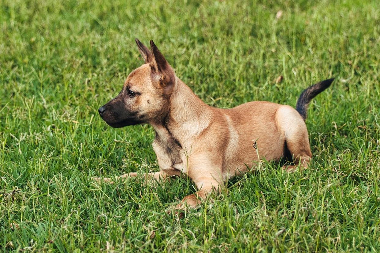 dog that Georgia nurse adopts after patient dies