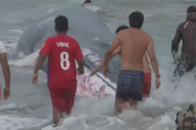 Beached whale rescued by locals in Chile