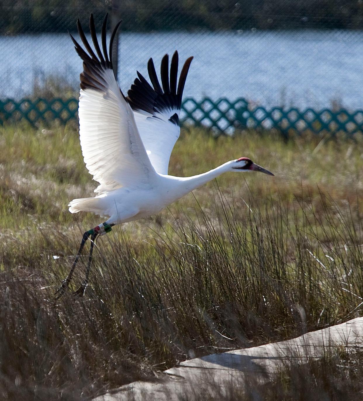 A juvenile whooping crane takes flight on the Chassahowitzka National Wildlife Refuge in Homosassa, Florida on March 4, 2010.  Adult whooping cranes are nearly 5 feet tall.