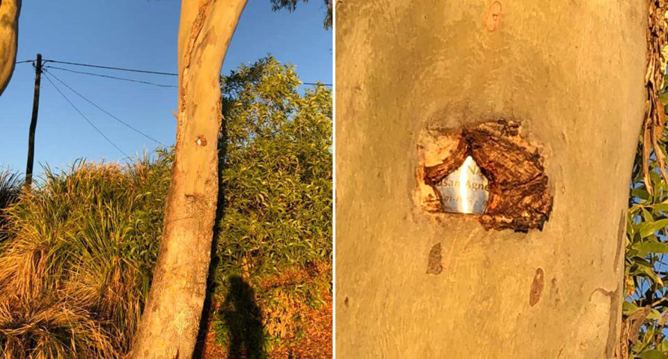 A plaque pictured in a tree at the Deception Bay foreshore. It appears to read 'Susan Agnes'. 