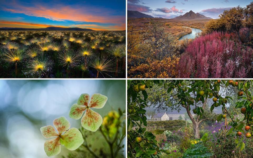 The International Garden Photographer of the Year category winners - Marcio Cabral, Andrea Pozzi, Yang Yu Wei, Nigel McCall