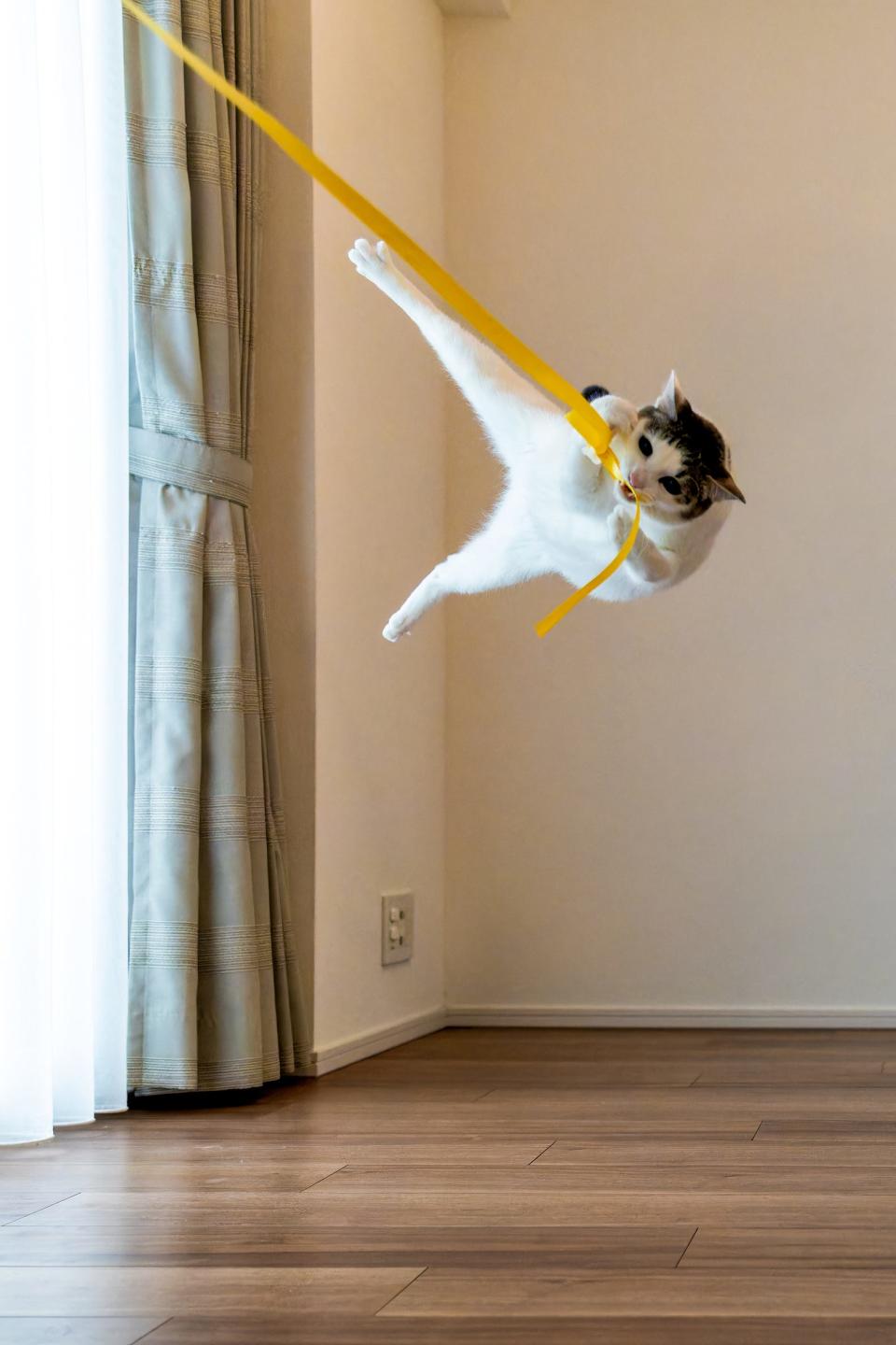 A cat swings from curtains