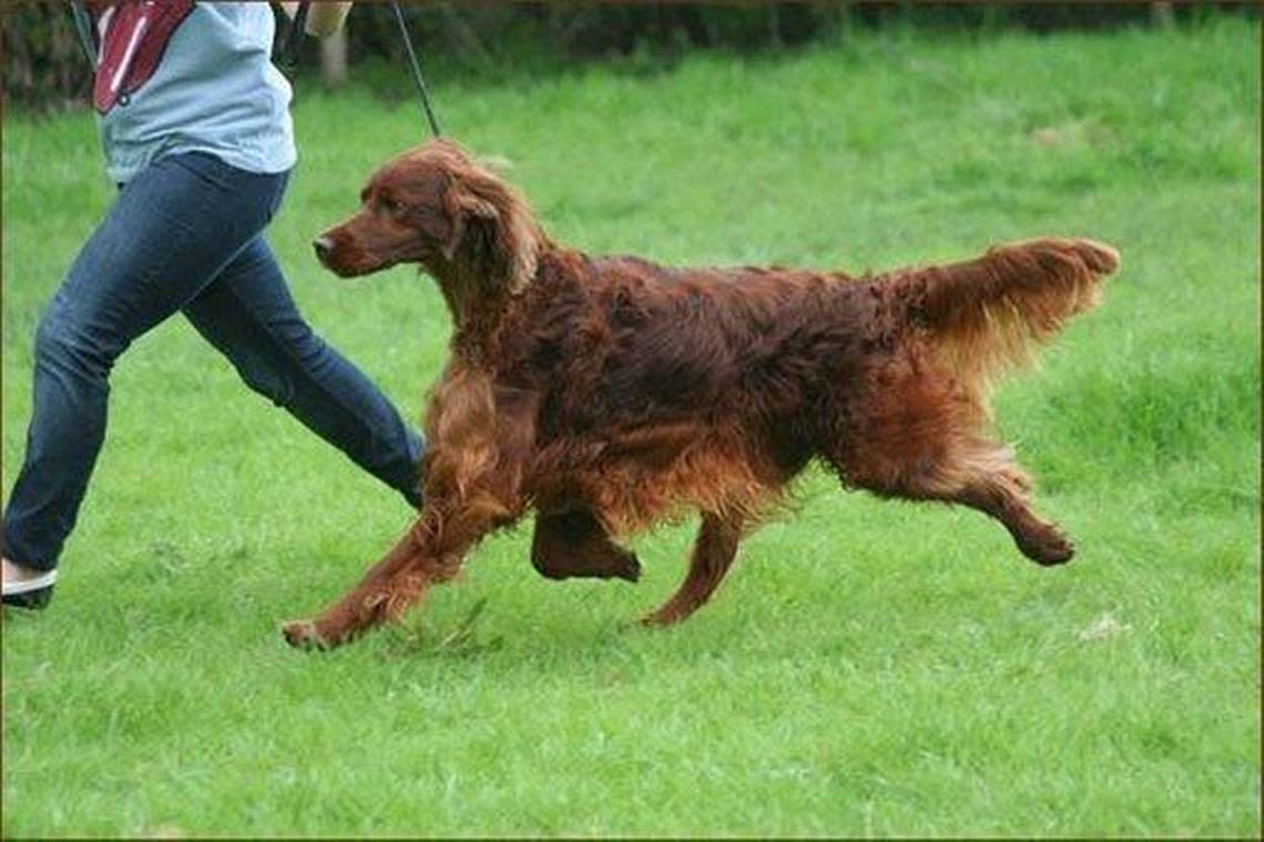 Irish Red Setters are one of several dogs good at ranging farther away from their owners during hunting.
