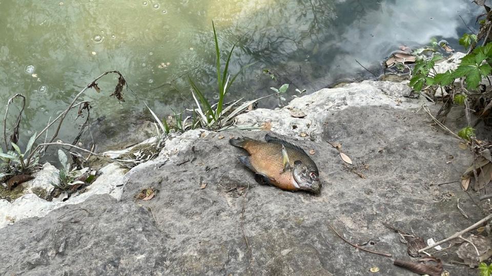 At least 30 fish died in Shoal Creek because chlorinated drinking water poured into the creek from a water main break, according to the Austin Watershed Protection Department.