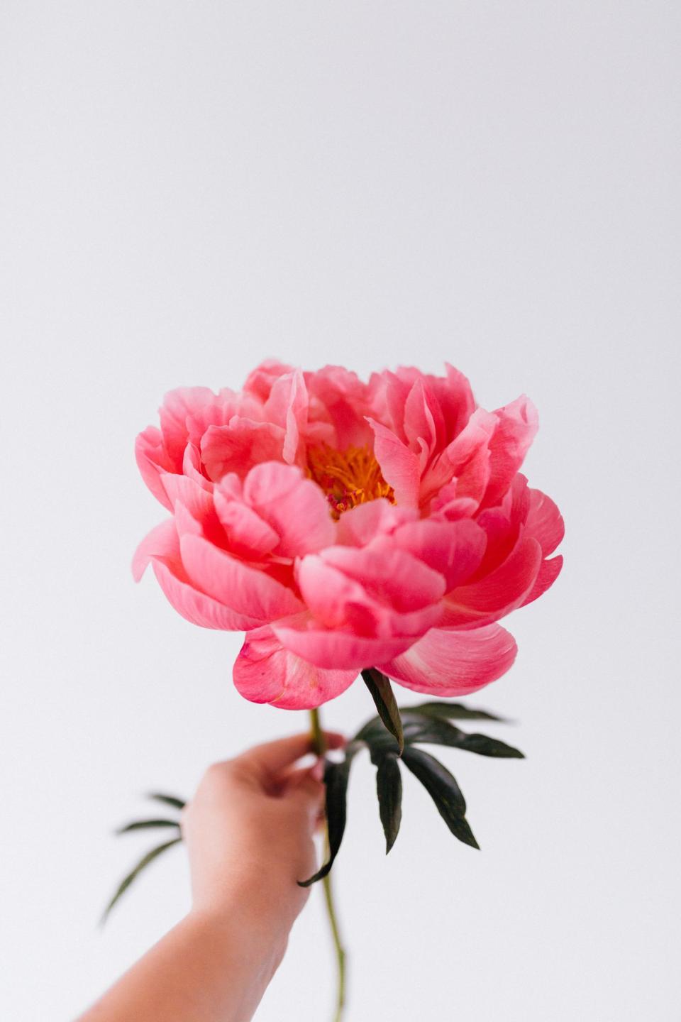 Get the Look: Coral Peonies