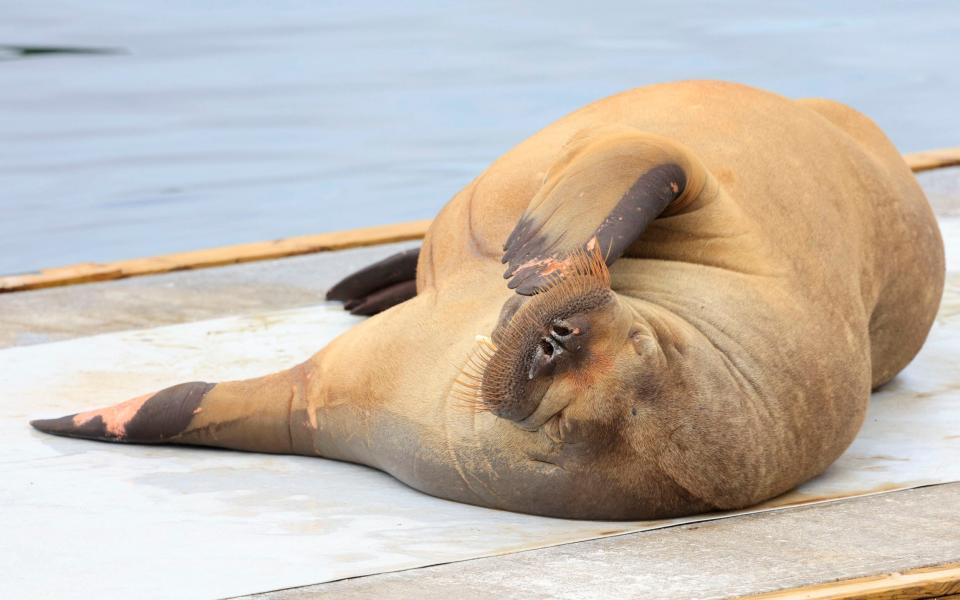 Freya first appeared in the Norwegian capital waters in July - TOR ERIK SCHRDER /AFP