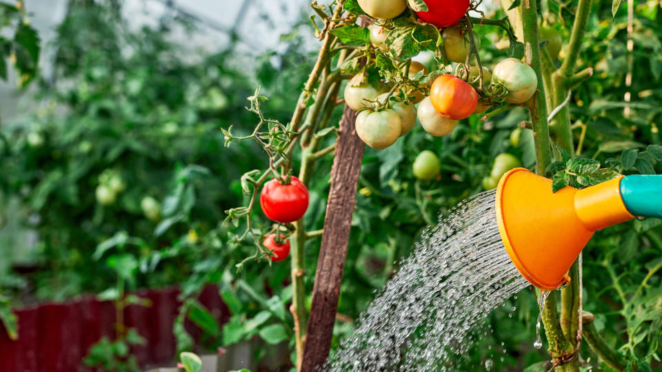 A tomato plant being watered by a watering can