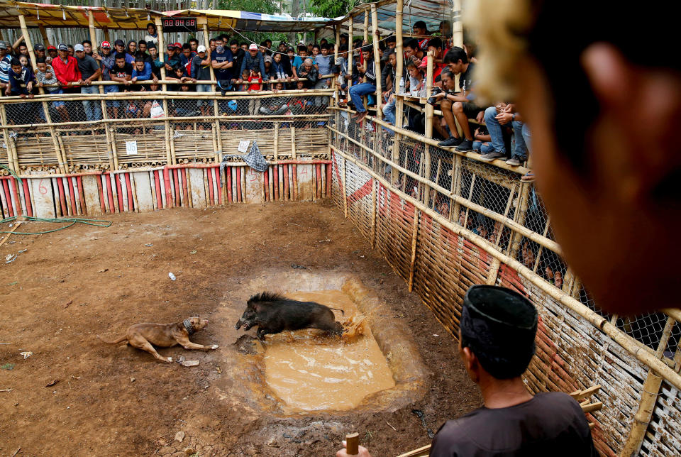 <p>Villagers stand on a bamboo stage to watch a fight contest between dogs and captured wild boars, known locally as ‘adu bagong’ (boar fighting), in Cikawao village of Majalaya, West Java province, Indonesia, Sept. 24, 2017. (Photo: Beawiharta/Reuters) </p>