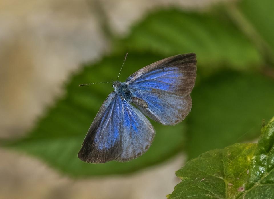 The holly blue is a common sight in southern England, though in recent years it has migrated north (Andrew Fusek Peters/SWNS)