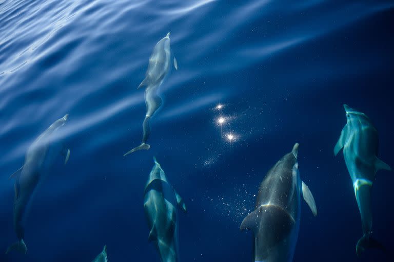 En esta foto de archivo tomada el 23 de junio de 2020 los delfines comunes nadan cerca de un barco en el que viaja un equipo ecologista que trabaja para proteger a los cetáceos en el mar Mediterráneo, cerca de La Ciotat, en el sur de Francia.