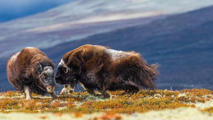 Wildlife Photographer of the Year People’s Choice Award Shortlist - Head to head by Miquel Angel Artús Illana, Spain