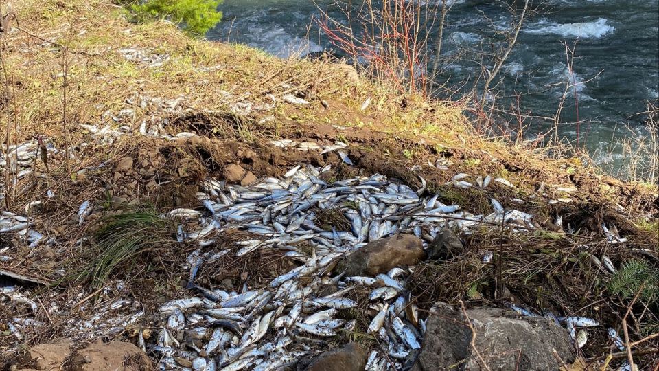 Over 20,000 of the young salmon died after falling off the truck. - U.S. Fish and Wildlife Service