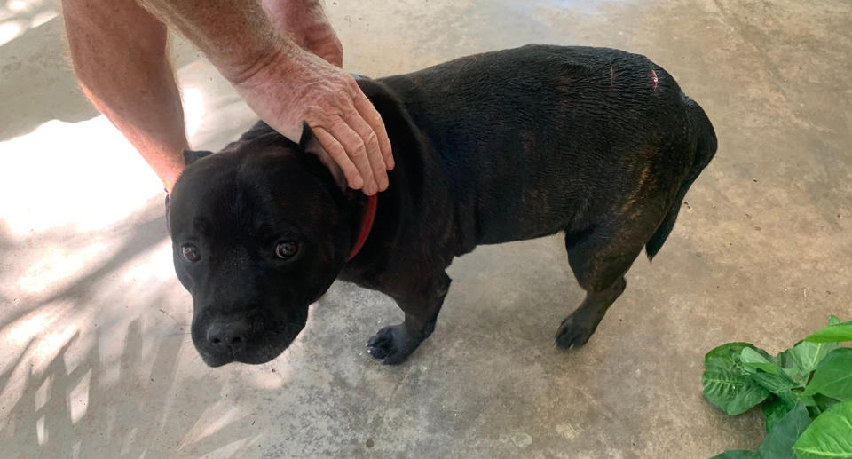 Banjo the dog was lucky to escape relatively unharmed.  Source: Northern Territory Parks and Wildlife