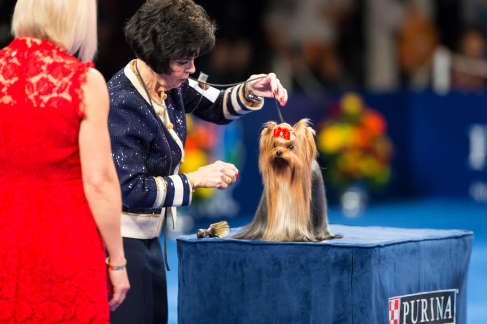 The Dog Whose Hair We're All Jealous Of