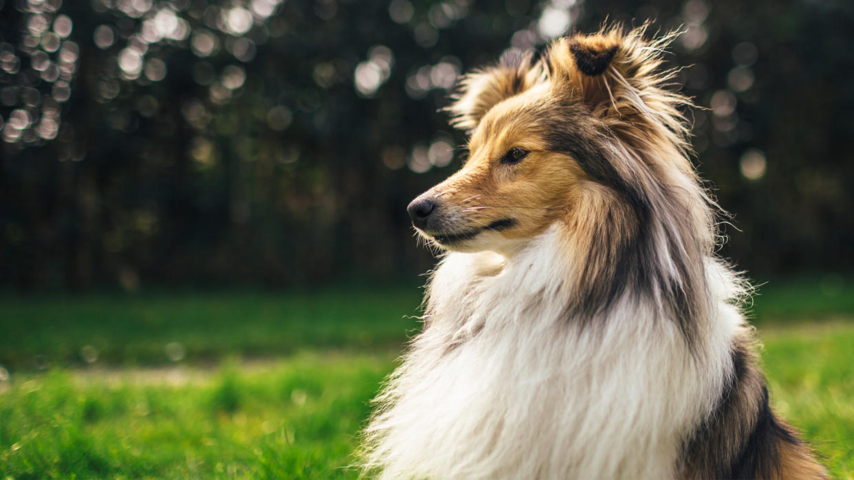 Shetland Sheepdog